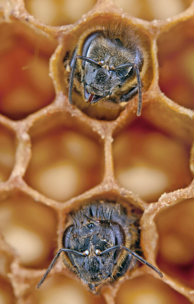Zwei junge Bienen im Bienenstock